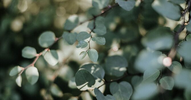 Psycho-Educational Assessments